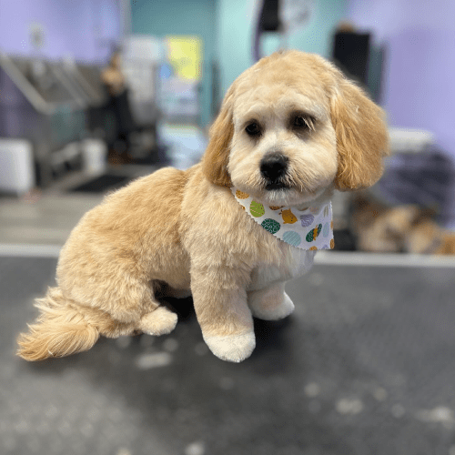 Dog Haircuts